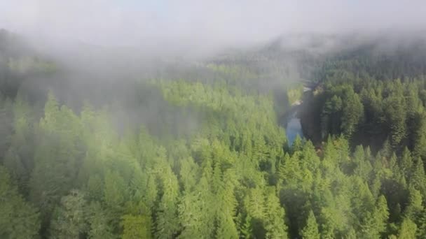 Birds Eye View Redwood National State Parks Covered Morning Fog — kuvapankkivideo