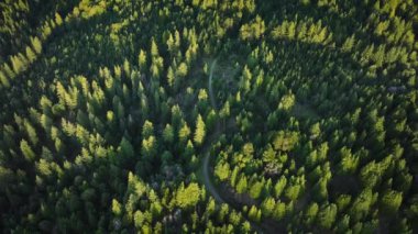 ABD 'nin Kaliforniya eyaletindeki Redwood Ulusal ve State Parks' ın resimli orman manzarasının panoramik görüntüsü. Sabahın ilk ışıklarıyla sık ağaçların sıcak insansız hava aracı. Ağaçlara düşen güneş ışıkları, kopyalama alanı olan 4k görüntü