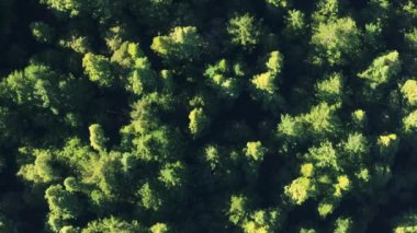 ABD 'nin Kaliforniya eyaletindeki Redwood Ulusal Parkları ve State Parks' ın orman ağaçları üzerinde sürüklenen sisli bulutların en üst görüntüsü. Bulutların arasından süzülen yeşil ağaç tepeleri. Evergreen Ormanı, sabah 4K görüntüleri. 