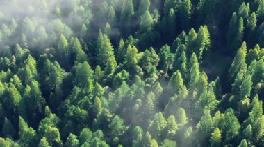 Kaliforniya, ABD 'deki Redwood Ulusal ve Eyalet Parkları' nın sisli bulutlardaki panoramik görüntüsü. Sabah güneşiyle parlayan ağaç tepeleri. Vahşi ormanı kaplayan küçük bulut oluşumu, fotokopi alanı ile 4k görüntü