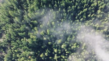 ABD 'nin Kaliforniya eyaletindeki Redwood Ulusal Parkları ve State Parks' ın orman ağaçları üzerinde sürüklenen sisli bulutların en üst görüntüsü. Bulutların arasından süzülen yeşil ağaç tepeleri. Evergreen Ormanı, sabah 4K görüntüleri. 