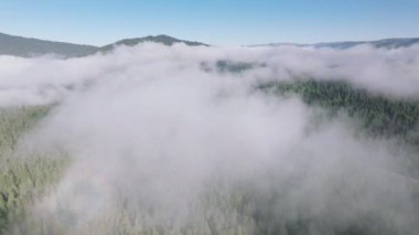 Bulutların insansız hava aracı görüntüleri Redwood National ve State Parks, California, ABD 'yi kapladı. Yoğun sislerin arasından bakan orman ağaçlarının panoramik görüntüsü. Yeşil dağ manzarası sabah sisi, 4k görüntü 