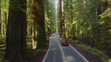 Kırmızı araba Redwood Ulusal ve State Parks, California, ABD ormanlarında sürüyor. Otomobil hızla uzaklaşıyor. Otoyolda otomobilin arkasında uçan insansız hava aracı. Güneşli bir günde resim gibi bir orman, 4K görüntü. 