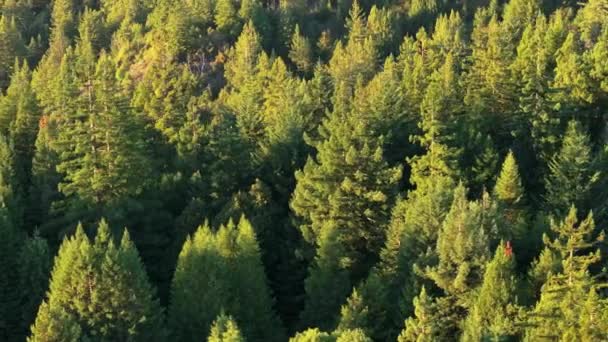 Показ Вечнозеленых Лесов Национальном Парке Редвуд Парке Штата Утром Калифорния — стоковое видео