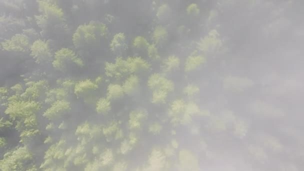 アメリカ合衆国カリフォルニア州レッドウッド国立公園で朝霧を浴びるトップの木のトップビュー 森を漂流する雲の形 森林エコシステムと環境コンセプト 4K映像 — ストック動画