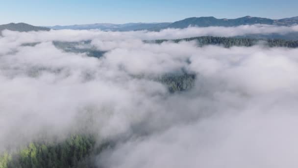 Drone Skutt Skyene Dekket Redwood National State Parks California Usa – stockvideo