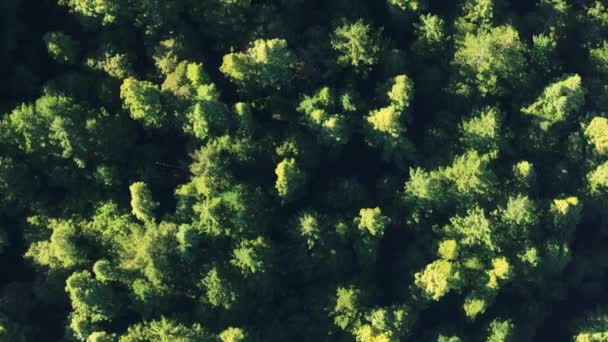 レッドウッド国立公園 カリフォルニア州立公園の森林木の上に漂う霧雲のトップビュー グリーンツリーは雲の形を抜け出す エバーグリーンウッズ 午前4K映像 — ストック動画