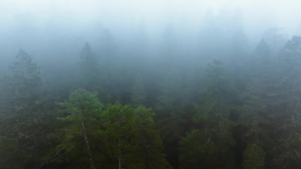 Dron Latający Gęstych Mglistych Chmurach Redwood National State Parks Kalifornia — Wideo stockowe