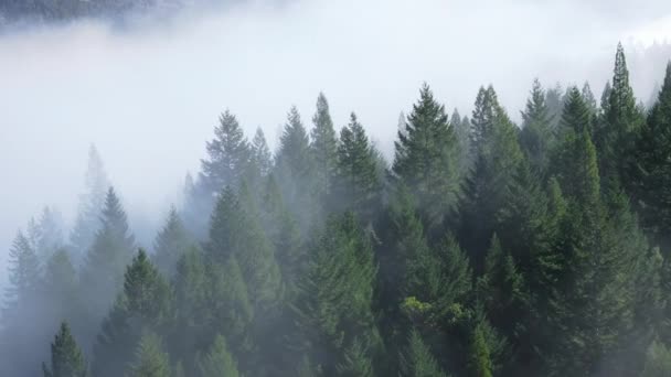 美国加利福尼亚州红杉国家公园和州立公园的树间落日的图片 晨光在浓雾中发出刺鼻的光芒 神秘的雾气 4K镜头 — 图库视频影像