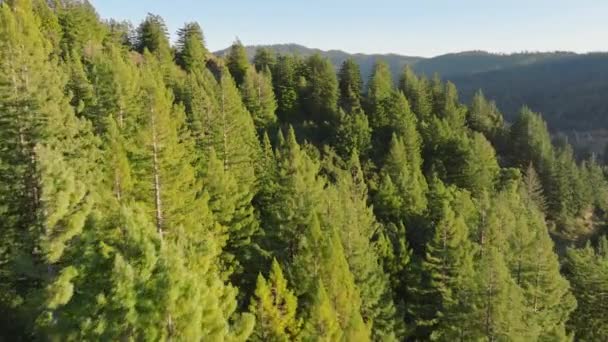 米国カリフォルニア州レッドウッド国立公園と州立公園の山で統一された森の上を飛行するドローン 写真の山脈は緑の森を覆いました 森の中の朝の風景 4K映像 — ストック動画