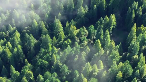 Panoramautsikt Redwood National State Parks Tåkefulle Skyer California Usa Topp – stockvideo