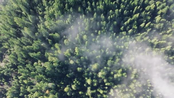 Topp Utsikt Tåkefulle Skyer Som Driver Skogstrærne Redwood National State – stockvideo