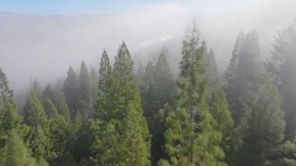 Drone Flyger Trädtoppar Stiger Morgondimma Redwood National Och State Parks — Stockvideo