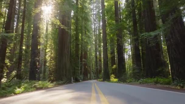 Pov Carro Dirigindo Estrada Redwood National State Parks Califórnia Eua — Vídeo de Stock