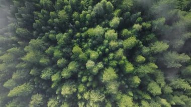 Nehir boyunca büyüyen köknar ağaçlarının en iyi görüntüsü Redwood National ve State Parks, California, ABD 'de. Sis bulutları ormanın tepesindeki ağaçların üzerinde hareket ediyor. Resimli vahşi manzaranın genel görünümü, 4k görüntü 