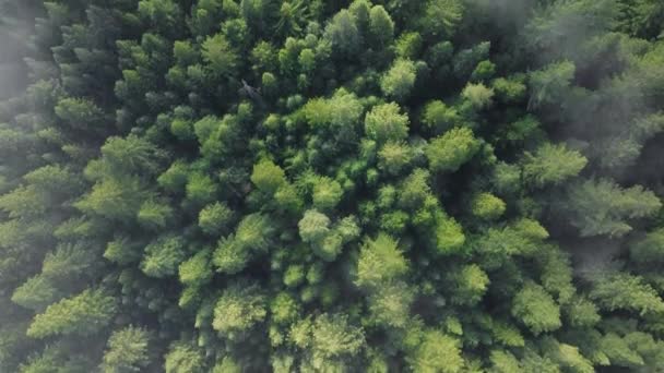 アメリカ合衆国カリフォルニア州レッドウッド国立公園と州立公園の川に沿って成長する木のトップショット 霧雲が森の頂上を移動する 美しい野生の風景のオーバーヘッドビュー 4K映像 — ストック動画