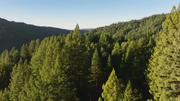 Drone Volando Sobre Bosque Coníferas Las Montañas Redwood National Parques — Vídeo de stock