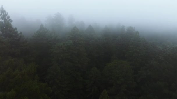 米国カリフォルニア州レッドウッド国立公園の厚い霧雲で飛行するドローン 雲の形成を通して上昇する木の上の空の眺め 野生の森の神秘的な霧の雰囲気 4K映像 — ストック動画
