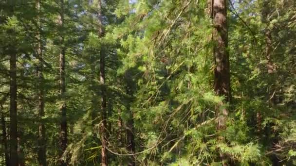 Drone Flytter Opp Småveier Redwood National State Parks California Usa – stockvideo