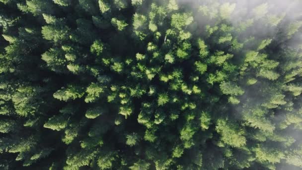 レッドウッド国立公園 カリフォルニア州立公園の森林木の上に漂う霧雲のトップビュー グリーンツリーは雲の形を抜け出す エバーグリーンウッズ 午前4K映像 — ストック動画