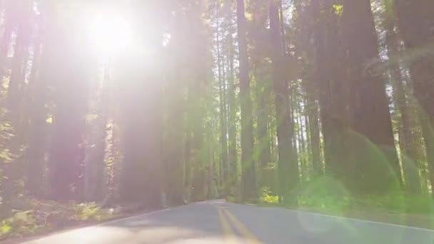 Pov Carro Dirigindo Estrada Redwood National State Parks Califórnia Eua — Vídeo de Stock