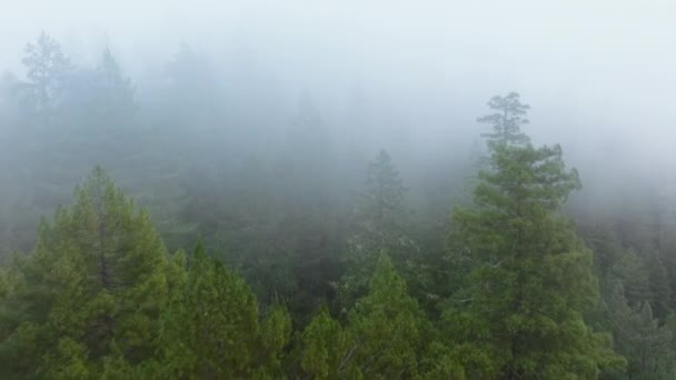 Drone Som Flyr Mellom Furutrær Redwood National State Parks California – stockvideo