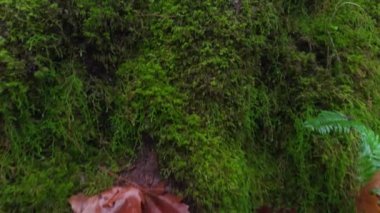 Titrek eğrelti otları, sakin bir ormanın yosun kaplı zengin zemininde sonbaharda dökülen yapraklarla iç içe geçer. Çekim 4K. 