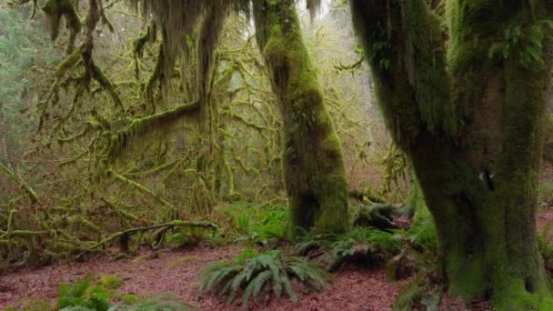 온화한 조밀한 닫집을 통해서 여과하고 온화한 열대우림의 나무를 평온한 이끼를 — 비디오