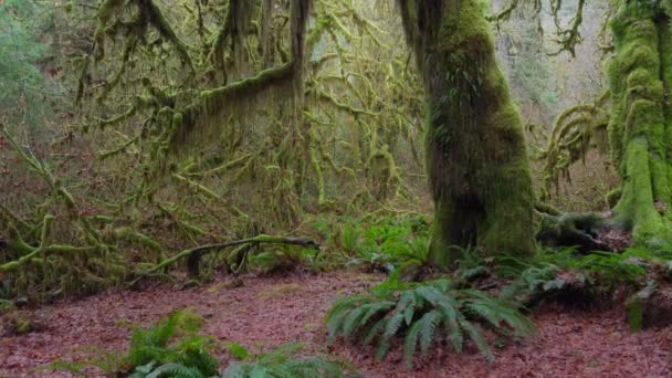 一片森林的仙境在高大的覆盖着苔藓的巨人脚下展开着低语的蕨类 那是一个宁静的国度 影像4K — 图库视频影像