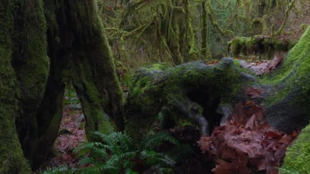 Viața Pădurii Șoptește Prin Rădăcinile Împletite Ale Copacilor Bătrâni Înfășurate — Videoclip de stoc