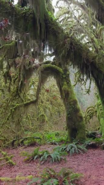 비디오 온화한 조밀한 닫집을 통해서 여과하고 온화한 열대우림의 나무를 평온한 — 비디오