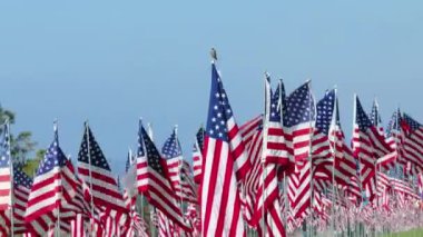 Yalnız bir kuş, 9.11 terör saldırısının kurbanları anısına sergilenen 3000 Amerikan bayraklarından birinin üzerinde duruyor. Ağır çekim. Çekim 4K. 