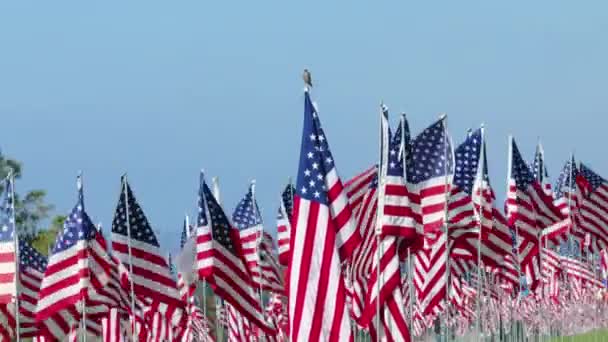 11テロ攻撃の犠牲者に敬意を表して表示された3000のアメリカの旗の1つの上に孤独な鳥がいます スローモーション フッテージ — ストック動画