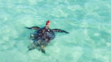 Açık mavi sığ deniz sularında yeşil deniz kaplumbağasının hava görüntüsü. Hawaii adasında vahşi yaşam hayvanı. Vahşi doğa, güzel deniz kaplumbağası nefesiyle yakın çekim. Kaplumbağa okyanustan çıkıyor.