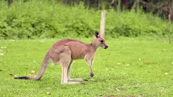 Eastern Grey Kangaroo Captured Moment Stillness Another Kangaroo Foraging Background — Stock Video