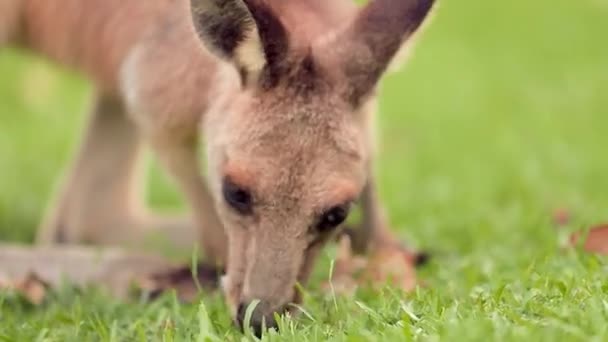 Bir Doğu Gri Kanguru Canlı Yeşil Çimenler Üzerinde Yiyecek Arar — Stok video