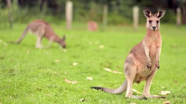 Ein Känguru Bückt Sich Mit Hochgezogenen Ohren Auf Einer Ruhigen — Stockvideo