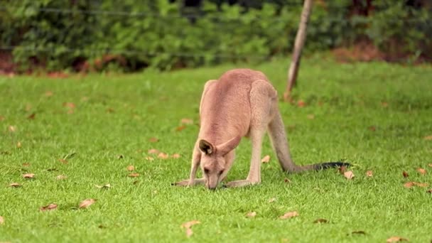 東グレイカンガルーは穏やかな環境で穏やかな好奇心を除いて緑豊かな生息地に囲まれています — ストック動画