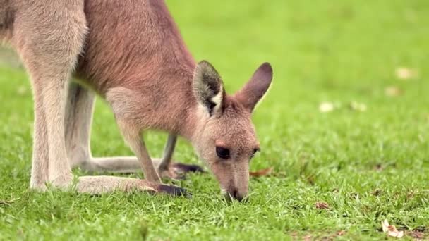 Een Kangoeroe Buigt Naar Beneden Grazen Oren Opgetrokken Een Rustige — Stockvideo