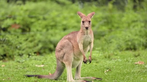 Yavru Bir Kanguru Sakin Bir Arazide Yiyecek Arar Yeşillik Doğal — Stok video