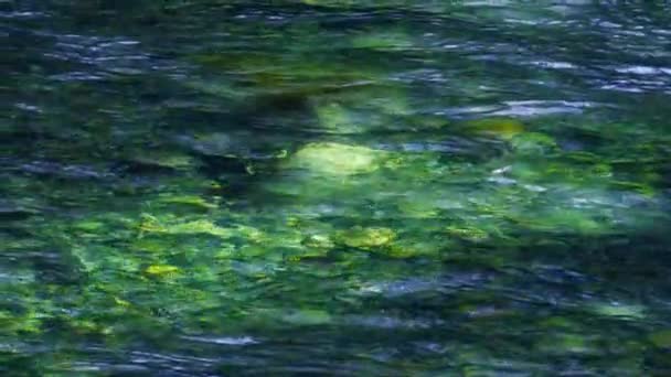 平和なエコロジーは晴れた日に流れる透明な川の水を撮影しました 川床の石を通して見たクリスタルクリアフォレストクリーク サンビームは 水をリッピングの風光明媚な青緑色の流れを強調しています — ストック動画