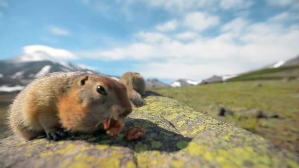 在俄罗斯堪察加半岛的野生地区 两只可爱的土拨鼠正在咀嚼核桃 饿得面红耳赤的野猪满脸都是坚果 春天里 一群滑稽的草原狗在山上对着相机摆姿势 拍摄了4K个镜头 — 图库视频影像