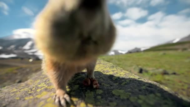 Sluiten Van Schattige Prairiehond Snuffelende Cameralens Kamchatka Rusland Grappige Marmot — Stockvideo