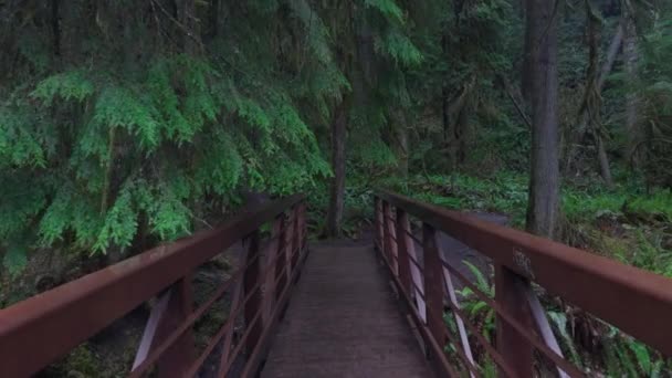 Camera Glides Metal Bridge Surrounded Towering Moss Covered Evergreen Trees — Stock Video