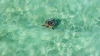 Vahşi doğa, güzel deniz kaplumbağası nefesiyle yakın çekim. Kaplumbağa OAHU okyanusundan çıkıyor. Açık mavi deniz suyunda yeşil deniz kaplumbağası. Hawaii Adası 'ndaki vahşi yaşam hayvanının hava görüntüsü.