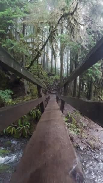 Pionowe Wideo Podróż Przez Wietrzny Drewniany Most Pośród Mglistego Lasu — Wideo stockowe