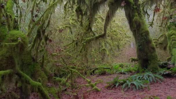 古老森林的寂静是可以感觉到的 长满苔藓的枝条营造出一种宁静的 几乎是超凡脱俗的氛围 影像4K — 图库视频影像