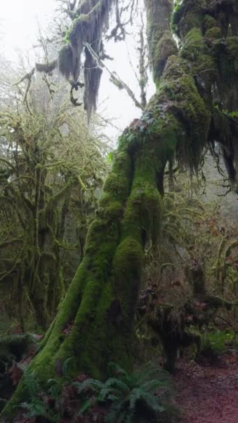 垂直录像 一片森林的仙境在高大的覆盖着苔藓的巨人脚下展开着低语的蕨类 那是一个宁静的国度 影像4K — 图库视频影像