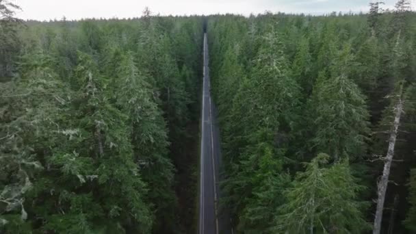 Drone Voando Longo Estrada Asfalto Revelando Panorama Densa Floresta Pinheiros — Vídeo de Stock