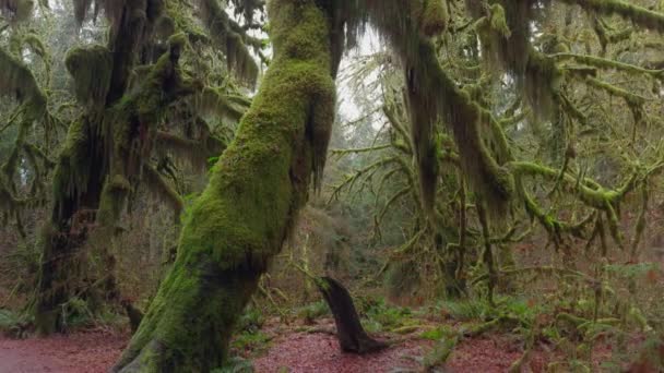 一条神秘的小路蜿蜒穿过一片长满苔藓的树木和一片蕨类地毯的古老的森林 勾画出一本故事书的背景 影像4K — 图库视频影像